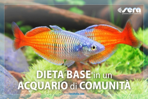 Dieta base in acquario di comunità